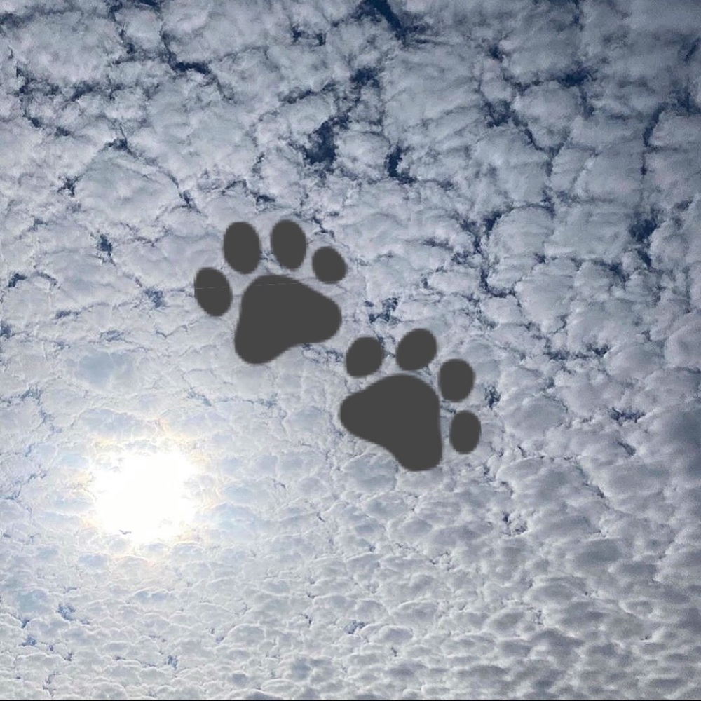 🐾 աɑց աҽɑɾ 🐾